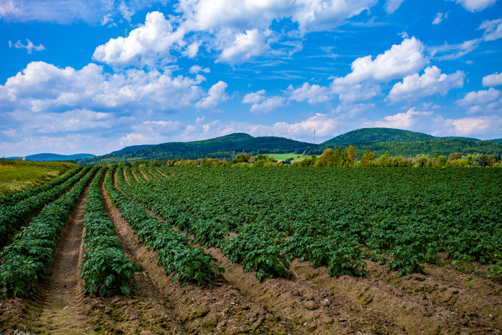 Northern Maine Potato Field before the Harvest iStock