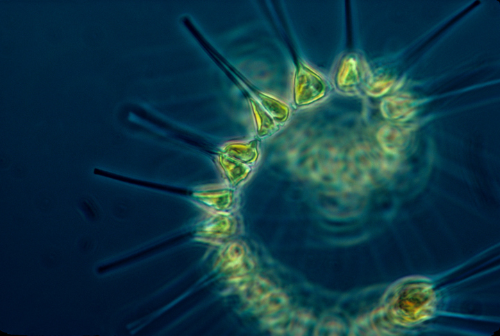Small but mighty phytoplankton are the laborers of the ocean, they serve as the base of the food web iStock