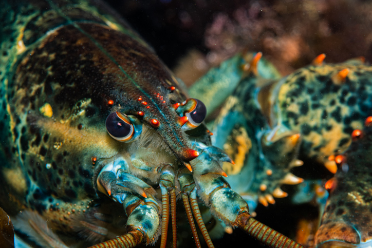 Lobster wore iStock