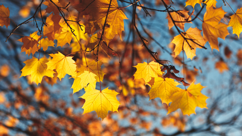 iStock