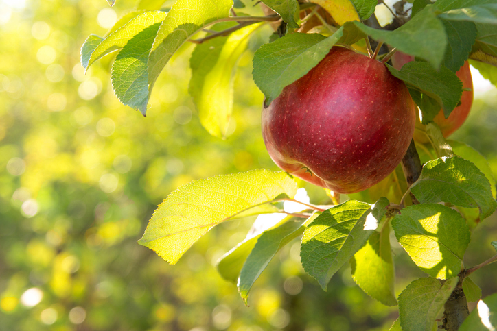 Red apples on a tree iStock